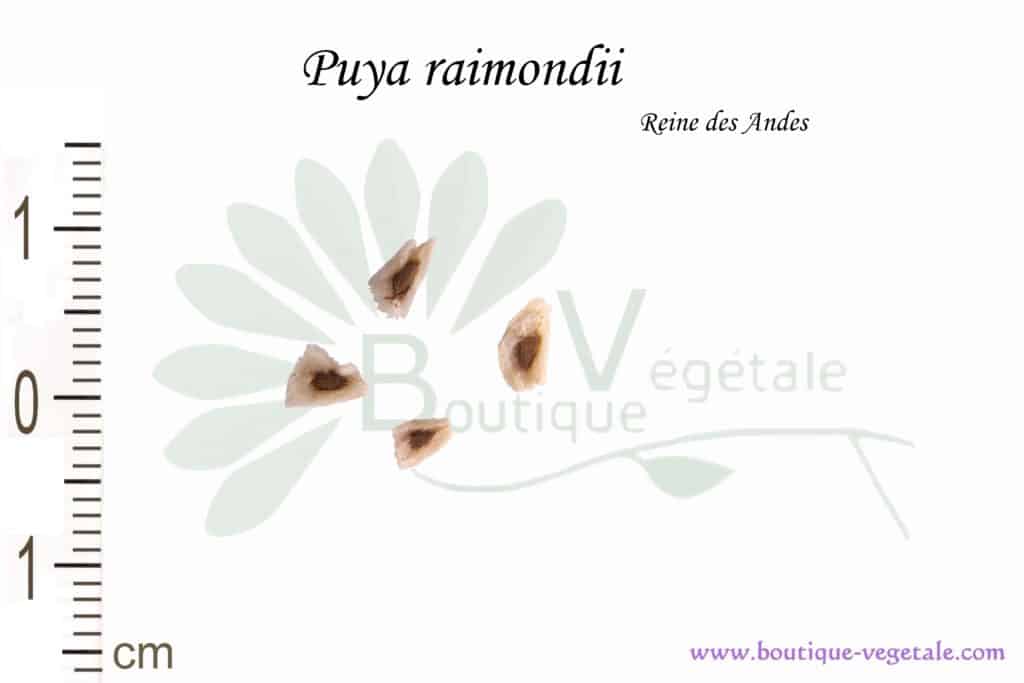 Graines de Puya raimondii, Puya raimondii seeds
