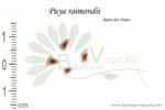 Graines de Puya raimondii, Puya raimondii seeds
