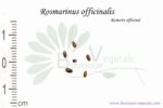 Graines de Rosmarinus officinalis, Rosmarinus officinalis seeds