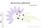 Graines de Rosmarinus officinalis, Rosmarinus officinalis seeds