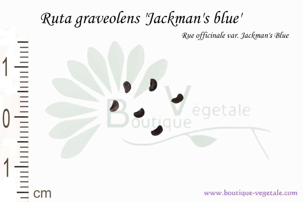 Graines de Ruta graveolens 'Jackman's blue', Ruta graveolens 'Jackman's blue' seeds