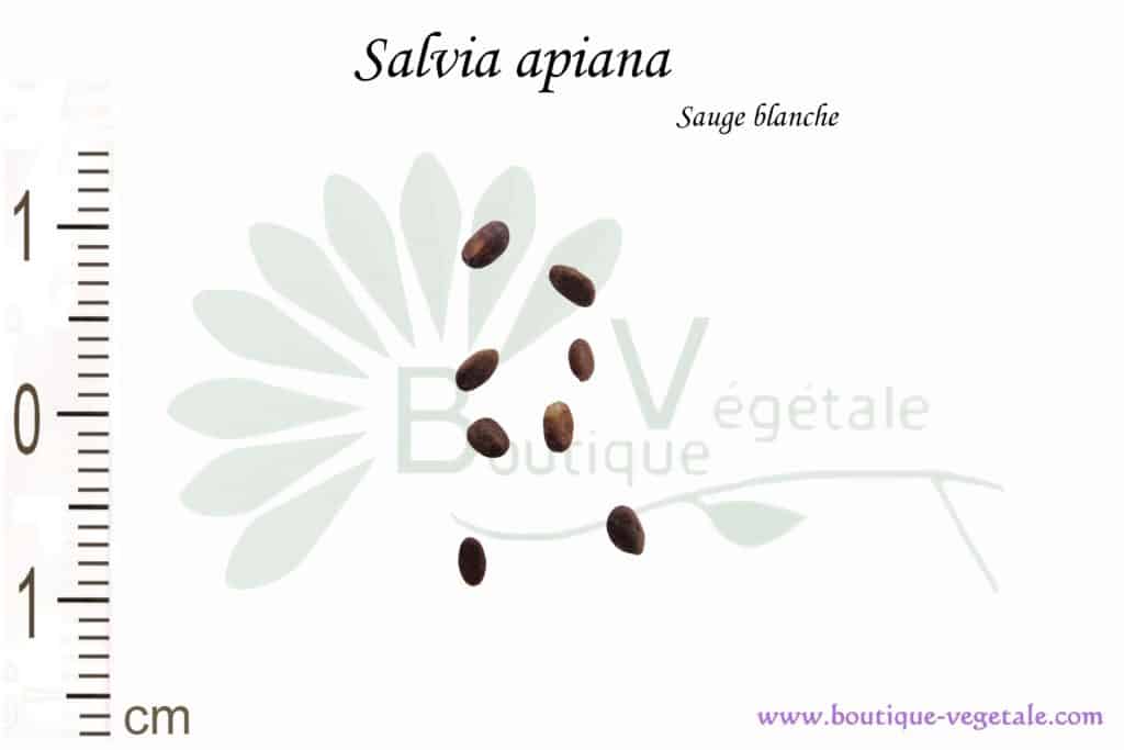 Graines de Salvia apiana, Salvia apiana seeds