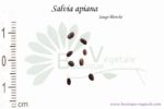 Graines de Salvia apiana, Salvia apiana seeds