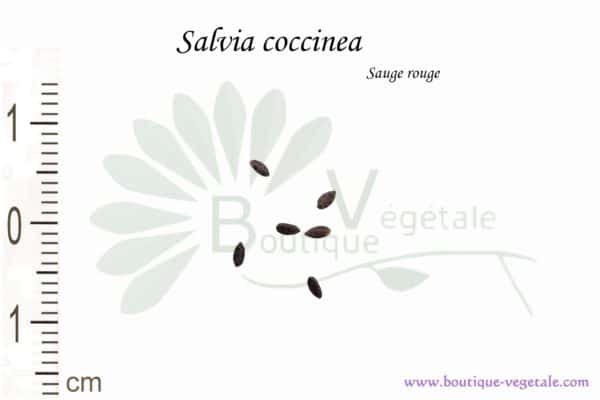 Graines de Salvia coccinea, Salvia coccinea seeds