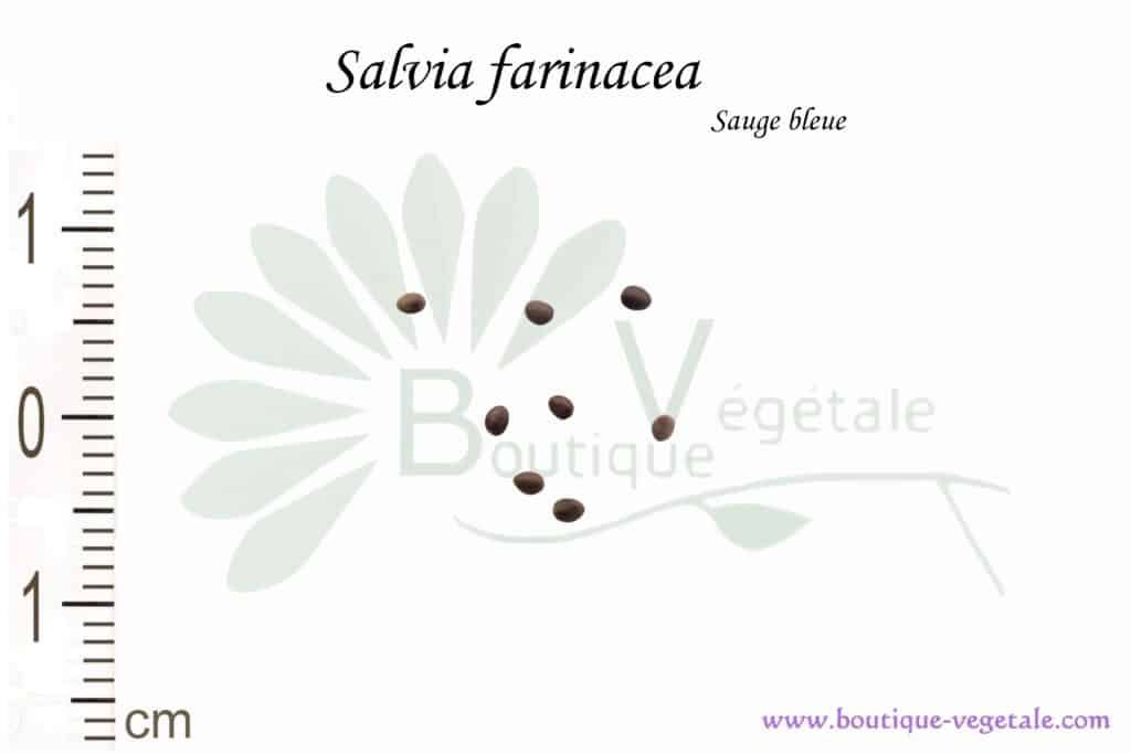 Graines de Salvia farinacea, Salvia farinacea seeds