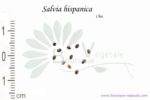 Graines de Salvia hispanica, Salvia hispanica
