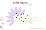Graines de Salvia hispanica, Salvia hispanica
