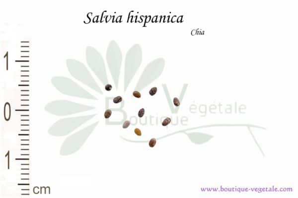 Graines de Salvia hispanica, Salvia hispanica