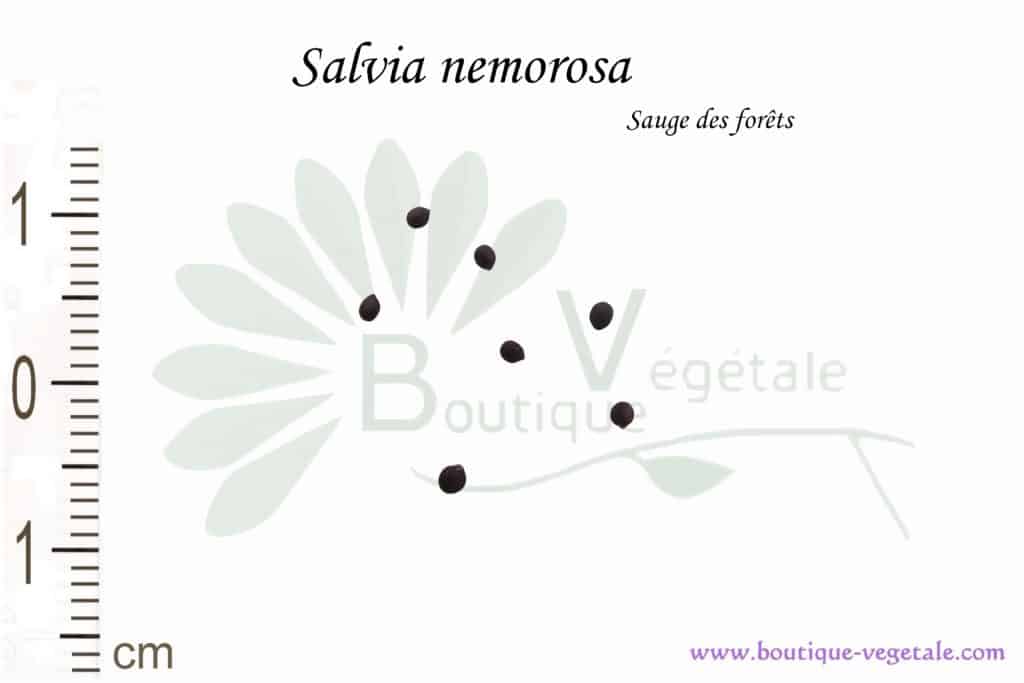 Graines de Salvia nemorosa, Salvia nemorosa seeds