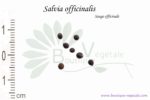 Graines de Salvia officinalis, Salvia officinalis seeds