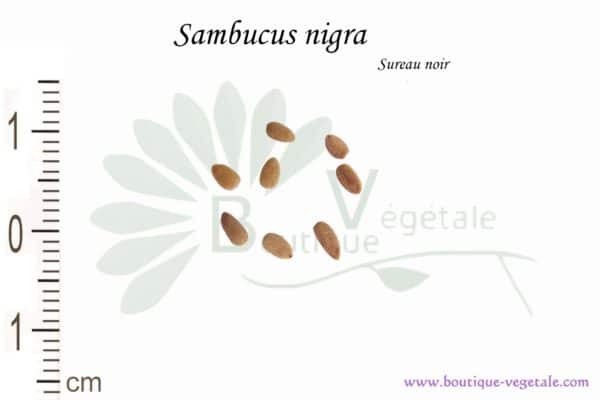 Graines de Sambucus nigra