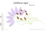 Graines de Sambucus nigra