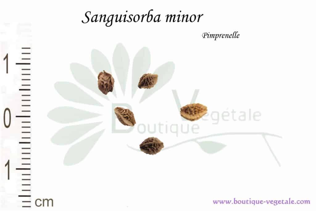 Graines de Sanguisorba minor, Sanguisorba minor seeds