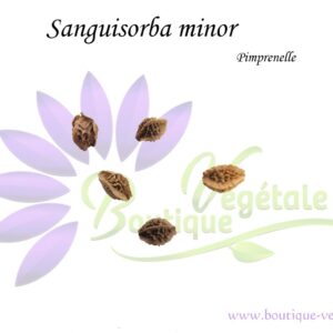 Graines de Sanguisorba minor, Sanguisorba minor seeds