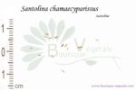 Graines de Santolina chamaecyparissus, Santolina chamaecyparissus seeds