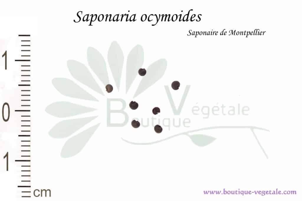 Graines de Saponaria ocymoides, Saponaria ocymoides seeds