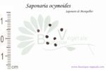 Graines de Saponaria ocymoides, Saponaria ocymoides seeds