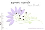 Graines de Saponaria ocymoides, Saponaria ocymoides seeds