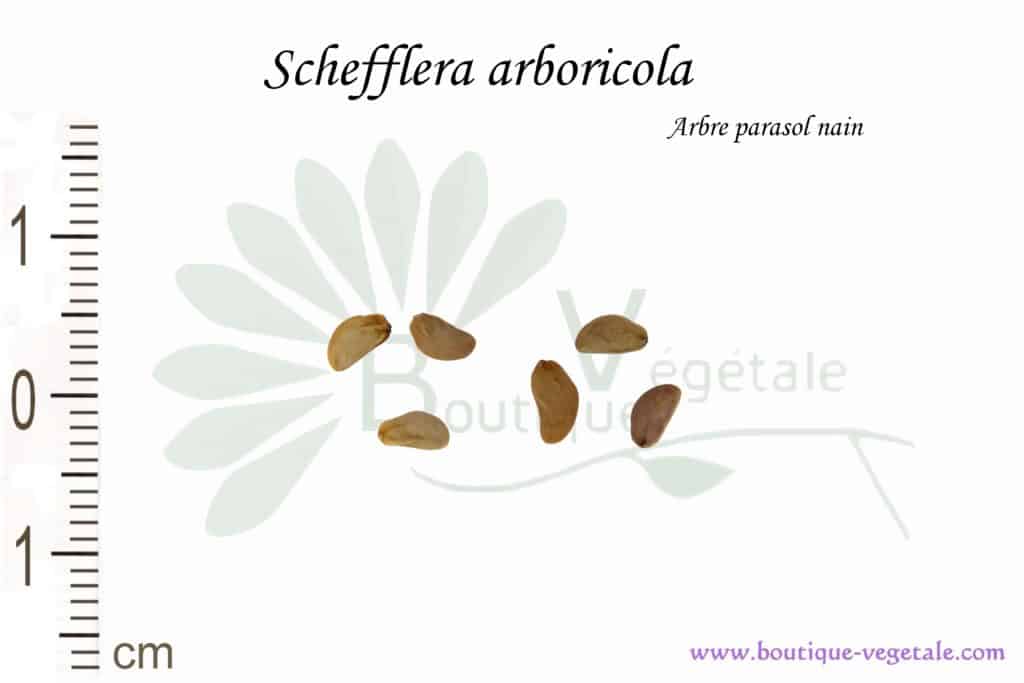 Graines de Schefflera arboricola, Schefflera arboricola seeds