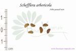 Graines de Schefflera arboricola, Schefflera arboricola seeds