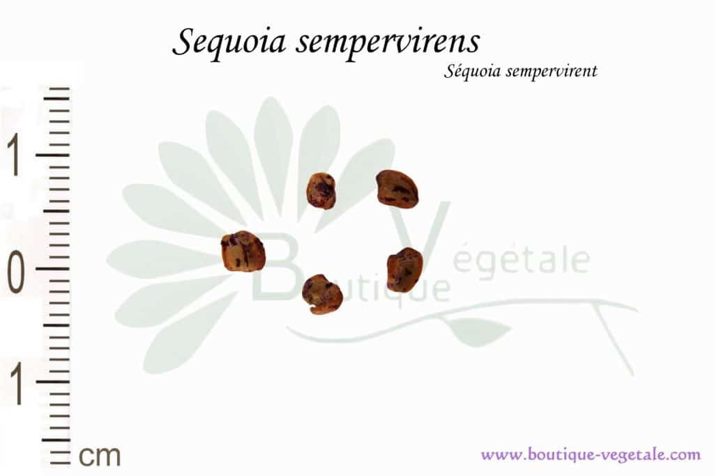 Graines de Sequoia sempervirens, Sequoia sempervirens seeds
