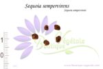 Graines de Sequoia sempervirens