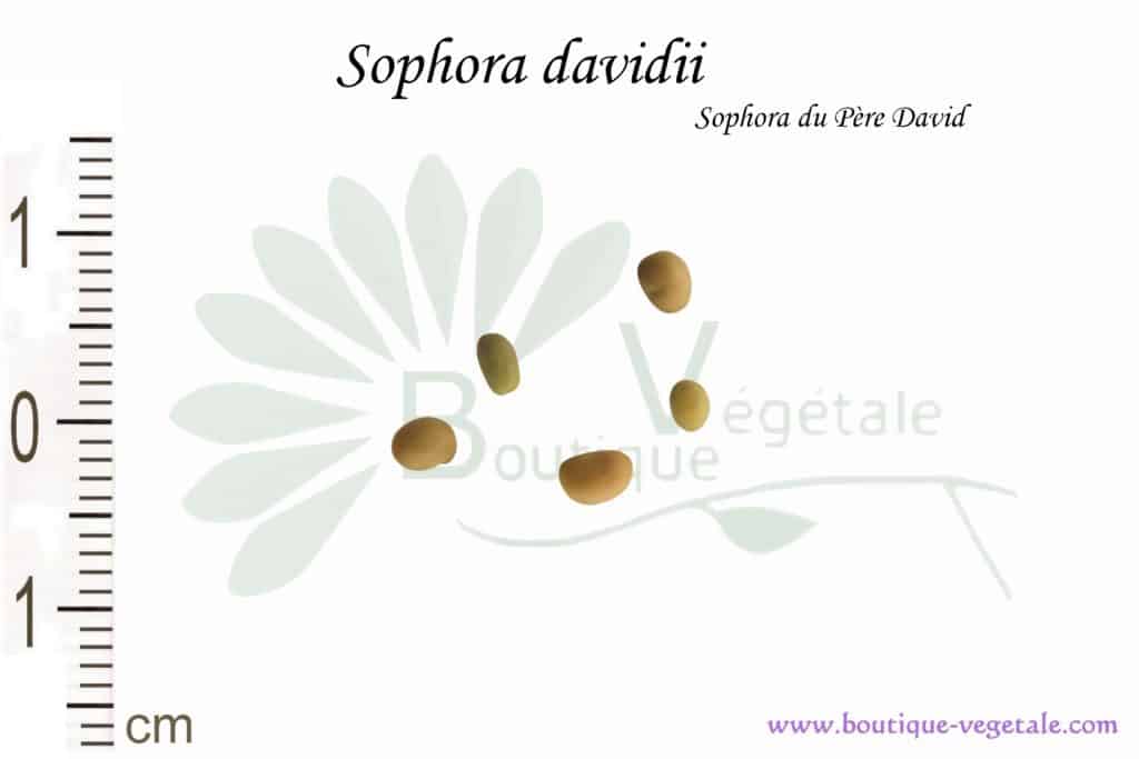 Graines de Sophora davidii, Sophora davidii seeds