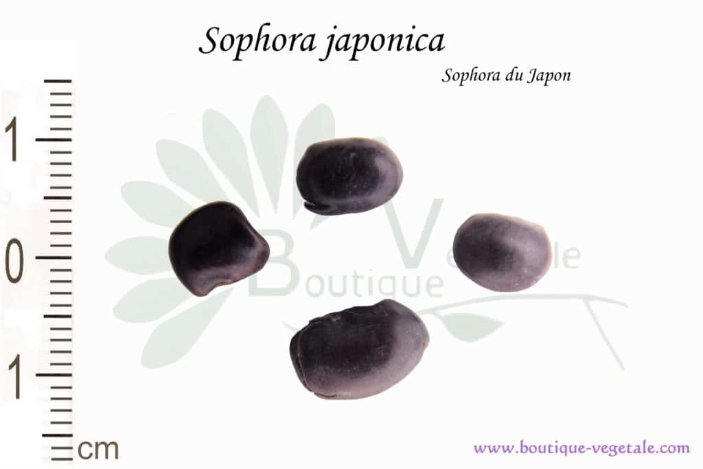 Graines de Sophora japonica, Sophora japonica seeds