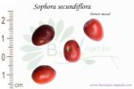 Graines de Sophora secundiflora, Sophora secundiflora seeds