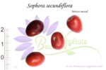 Graines de Sophora secundiflora, Sophora secundiflora seeds