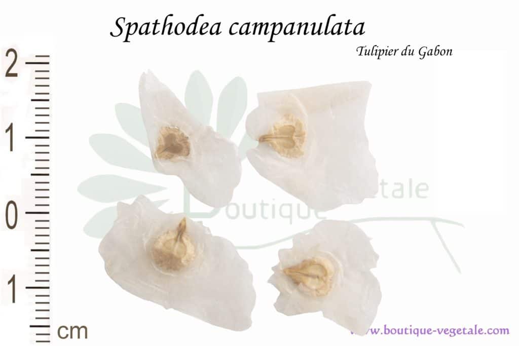 Graines de Spathodea campanulata, Spathodea campanulata seeds