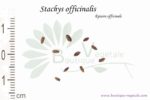 Graines de Stachys officinalis, Stachys officinalis seeds