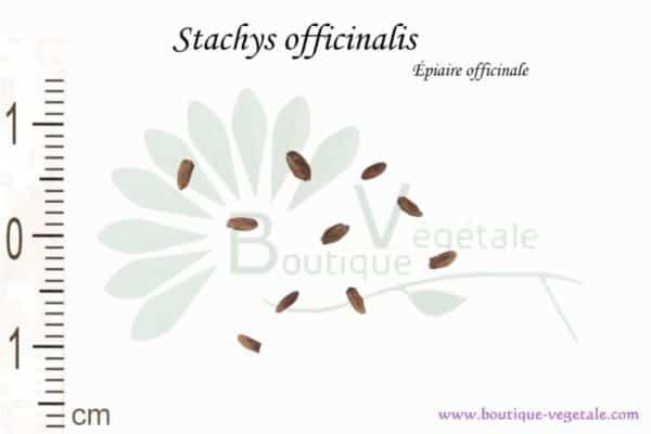 Graines de Stachys officinalis, Stachys officinalis seeds