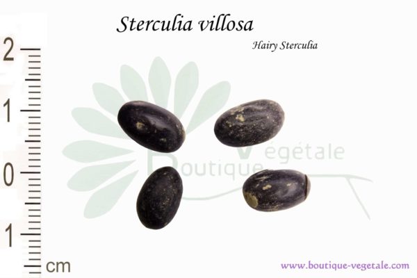 Graines de Sterculia villosa, Sterculia villosa seeds
