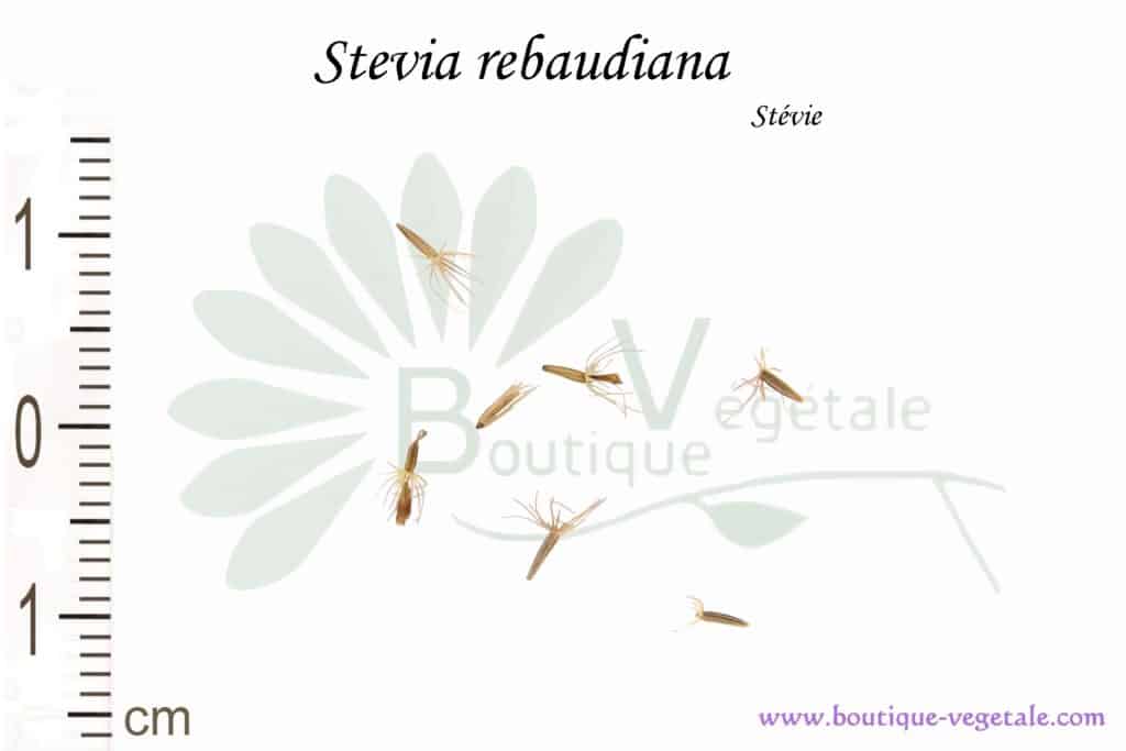 Graines de Stevia rebaudiana - Stevia rebaudiana seeds