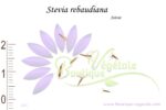 Graines de Stevia rebaudiana , Stevia rebaudiana seeds, Graines de Stévie