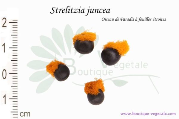 Graines de Strelitzia juncea, Strelitzia juncea seeds