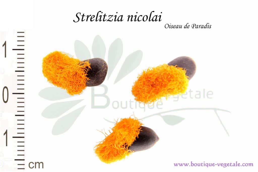 Graines de Strelitzia nicolai, Strelitzia nicolai seeds