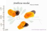 Graines de Strelitzia nicolai, Strelitzia nicolai seeds