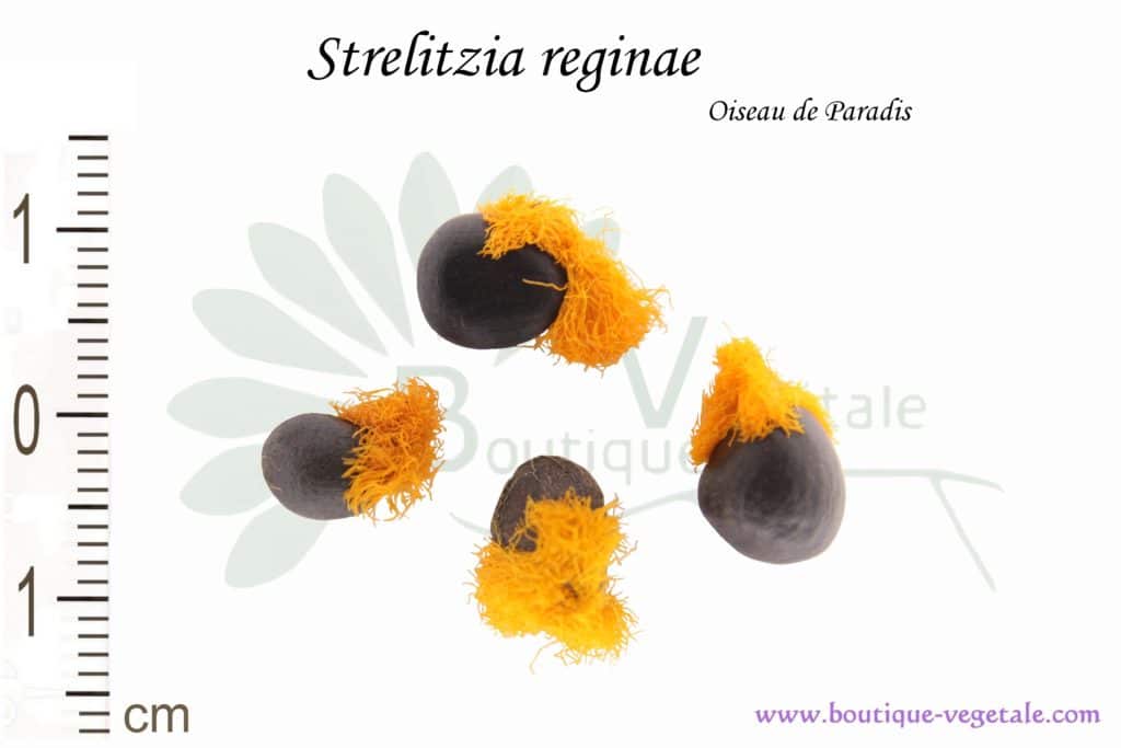 Graines de Strelitzia reginae, Strelitzia reginae seeds