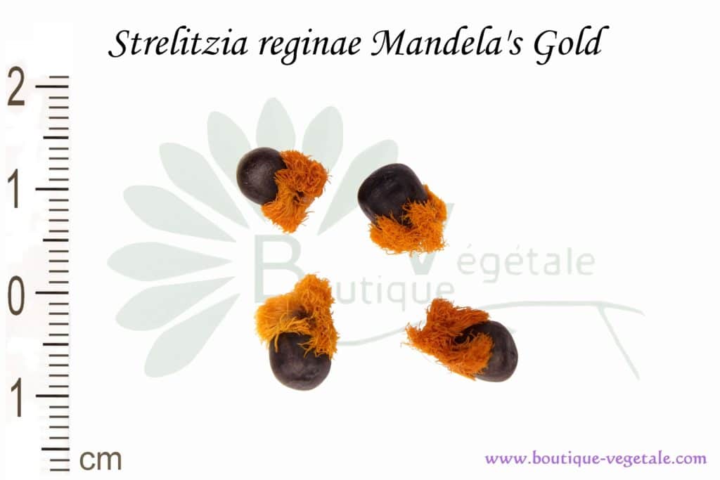 Graines de Strelitzia reginae 'Mandela's gold', Strelitzia reginae 'Mandela's gold' seeds