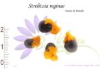Graines de Strelitzia reginae, Strelitzia reginae seeds