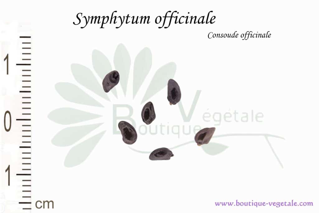 Graines de Symphytum officinale, Symphytum officinale seeds