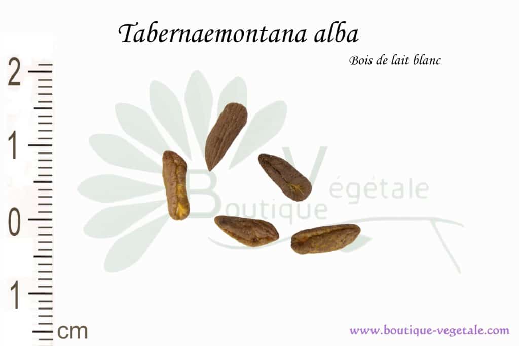 Graines de Tabernaemontana alba, Tabernaemontana alba seeds