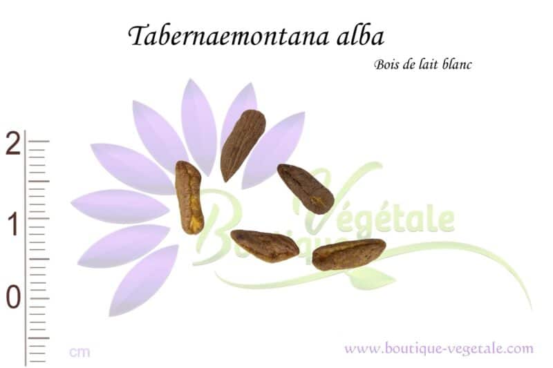 Graines de Tabernaemontana alba, Tabernaemontana alba seeds