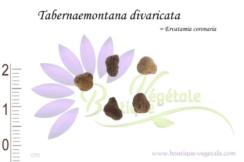 Graines de Tabernaemontana divaricata, Tabernaemontana divaricata seeds