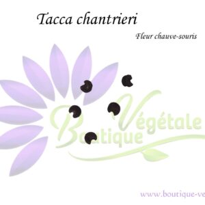 Graines de Tacca chantrieri, Tacca chantrieri seeds