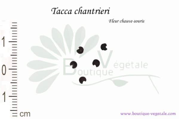Graines de Tacca chantrieri, Tacca chantrieri seeds