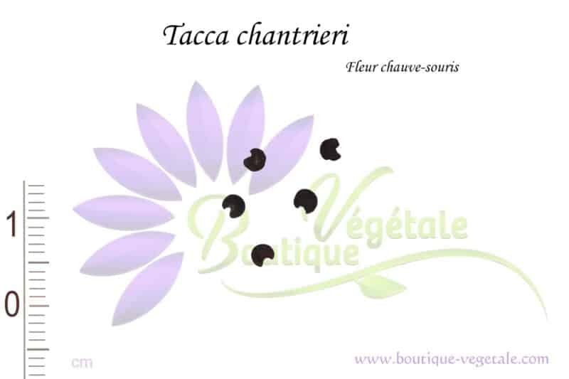 Graines de Tacca chantrieri, Tacca chantrieri seeds