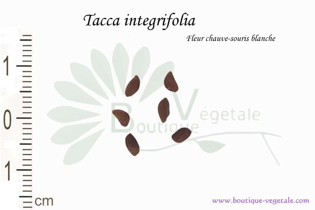 Graines de Tacca integrifolia, Tacca integrifolia seeds